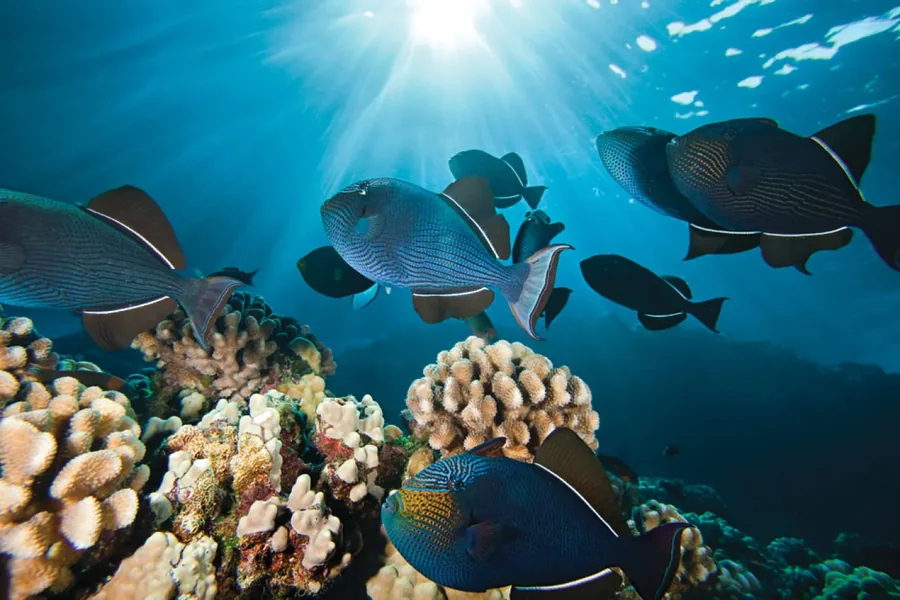 Maui Scuba Diving: Best Reefs, Caves, and Marine Life Scuba Diving